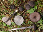Blaublättriger Rötling-Entoloma chalybaeum var. lazulinum