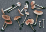 Hellfarbener Rötling-Entoloma queletii