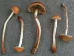 Teichrand-Schwefelkopf-Hypholoma subericaeum