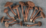 Sparriger Risspilz-Inocybe hystrix