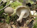 Sommerstielporling-Polyporus ciliatus