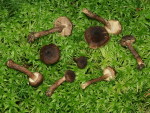 Gelbblättriger Risspilz-Inocybe relicina