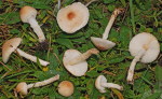 Glatter Schirmling-Lepiota oreadiformis