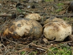Gemeiner Erbsenstreuling-Pisolithus arhizus