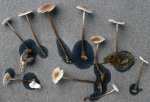 Scharfer Knoblauchschwindling-Marasmius prasiosmus