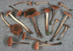 Bitterer Sumpfschnitzling-Naucoria amarescens