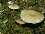 Grüngelber Nabeling-Chrysomphalina grossula