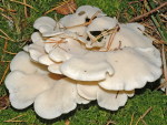 Ohrförmiger Weissseitling-Pleurocybella porrigens
