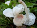 Märzschneckling-Hygrophorus marzuolus