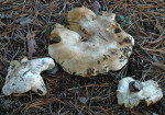Sellerieritterling-Tricholoma apium