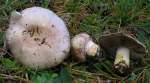 Purpurfaseriger Egerling-Agaricus porphyrizon