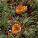 Leuchtender Prachtbecher-Caloscypha fulgens