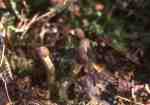 Kopfige Kernkeule-Elaphocordyceps capitata