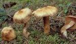 Kegeliger Gürtelfuss-Cortinarius conicus