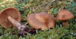 :-Cortinarius neofurvolaesus