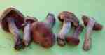 Rostbräunlicher Wasserkopf-Cortinarius subferrugineus