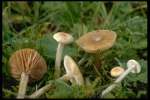 Hellbraunschuppiger Rötling-Entoloma kervernii
