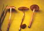 Ziegelroter Zärtling-Entoloma rufocarneum