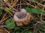 Nabel-Erdstern-Geastrum elegans