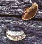 :-Gloeophyllum protractum