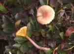 Lilastielsaftling-Hygrocybe lilacina