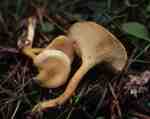 Grosssporiger Afterleistling-Hygrophoropsis macrospora