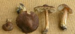 Fettigglänzender Risspilz-Inocybe pseudodestricta