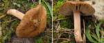 Auwaldrisspilz-Inocybe tabacina