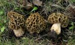 :-Morchella vulgaris