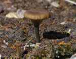 Feldnabeling-Arrhenia rustica
