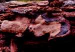 Dunkelgezonter Feuerschwamm-Phellinus nigrolimitatus