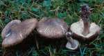 Schwarzschuppiger Erdritterling-Tricholoma atrosquamosum var. atrosquamosum