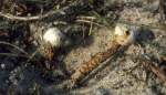 Gewimperter Stielbovist-Tulostoma fimbriatum