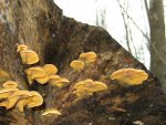 Gemeiner Orangeseitling-Phyllotopsis nidulans