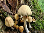 Grosser Haustintling-Coprinellus domesticus