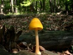 Löwengelber Dachpilz-Pluteus leoninus