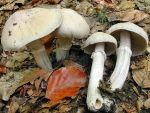 Zigeuner-Reifpilz-Rozites caperatus