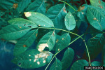 :-Mycosphaerella fraxini