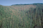 :-Hypodermella laricis