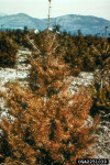 :-Rhabdocline pseudotsugae