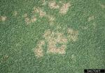 : Sklerotienbecherling-Sclerotinia homoeocarpa