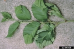 :-Taphrina ulmi