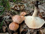 Hainschneckling-Hygrophorus nemoreus