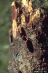 :-Phellinus gilvus