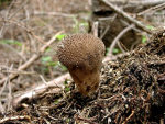 Brauner Stäubling-Lycoperdon umbrinum