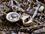 Bleigrauer Teuerling-Cyathus olla