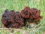 Frühjahrslorchel-Gyromitra esculenta