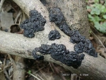 Becherf�rmiger, Stoppl. Dr�sling-Exidia glandulosa