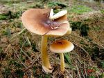 Rotbrauner Scheidenstreifling-Amanita fulva
