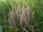 Rauchgraue Keule-Clavaria fumosa